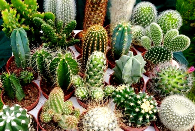 Crafting the Perfect Environment: Soil, Pots, and Light for Trichocereus Cacti