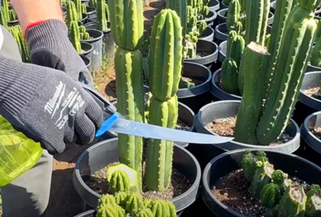 The Art of Propagating Trichocereus Cacti: From Cuttings to Seeds