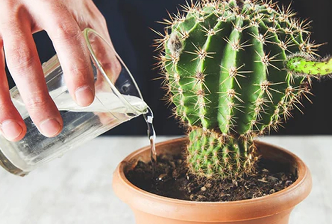 Pests and Diseases Affecting Trichocereus: How to Protect Your Cactus