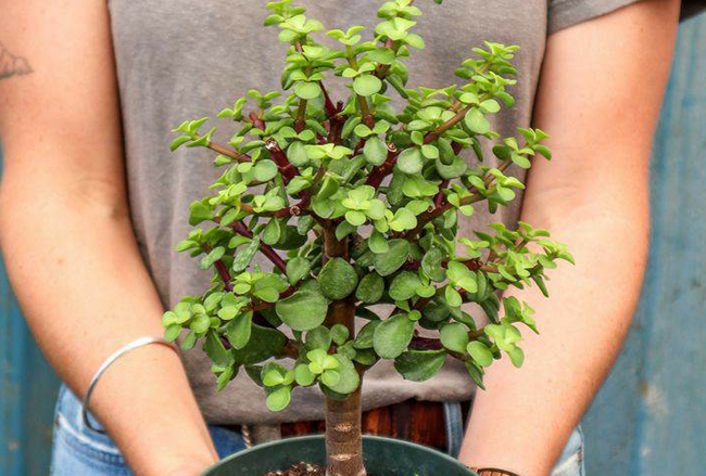 Why Call Jade Plants Lucky Plants?