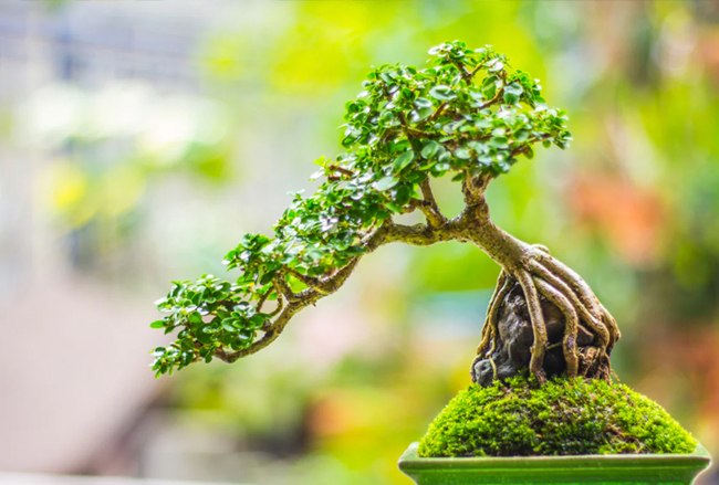 Bonsai Plants