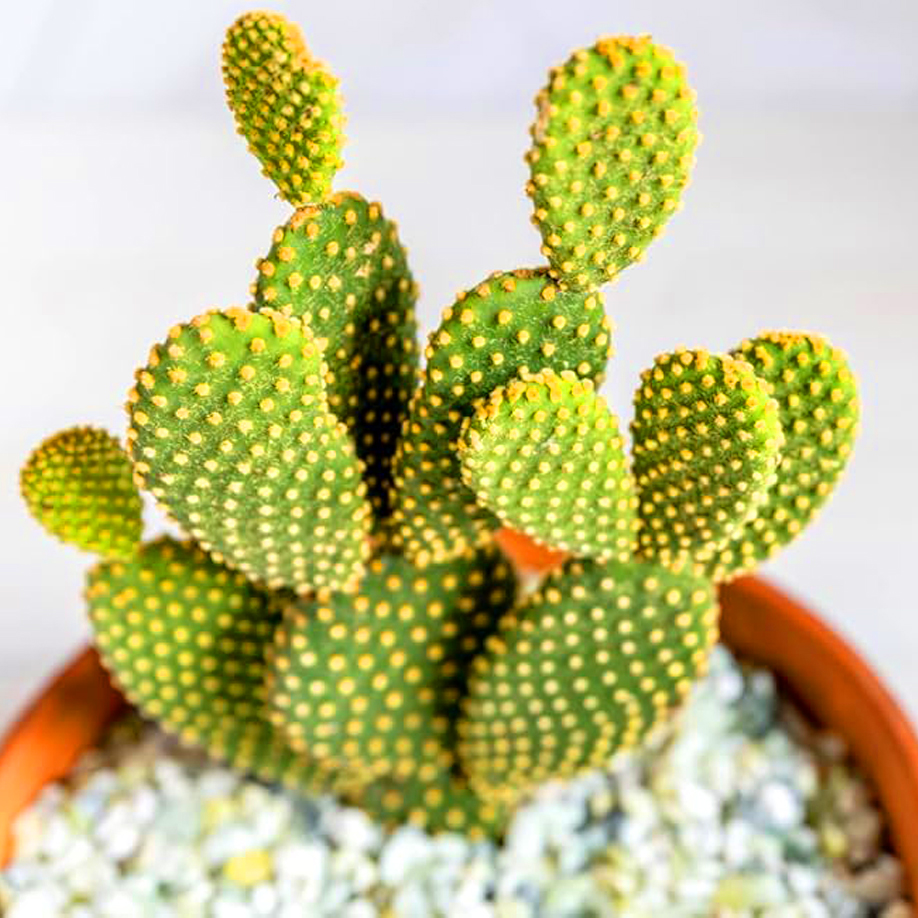 BUNNY EAR CACTUS YELLOW