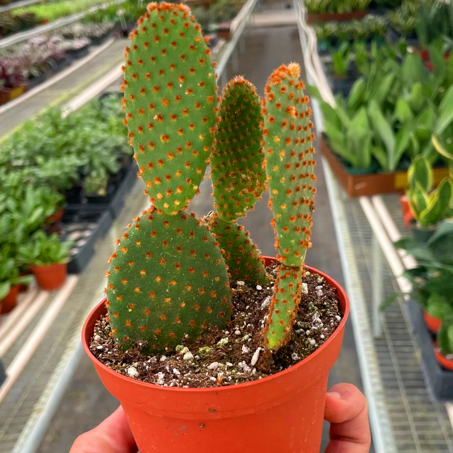 BUNNY EAR CACTUS RED