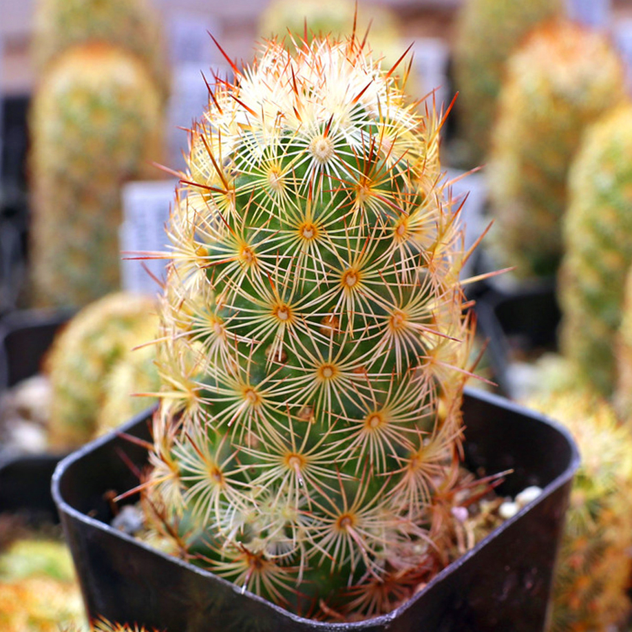 Ladyfinger Cactus