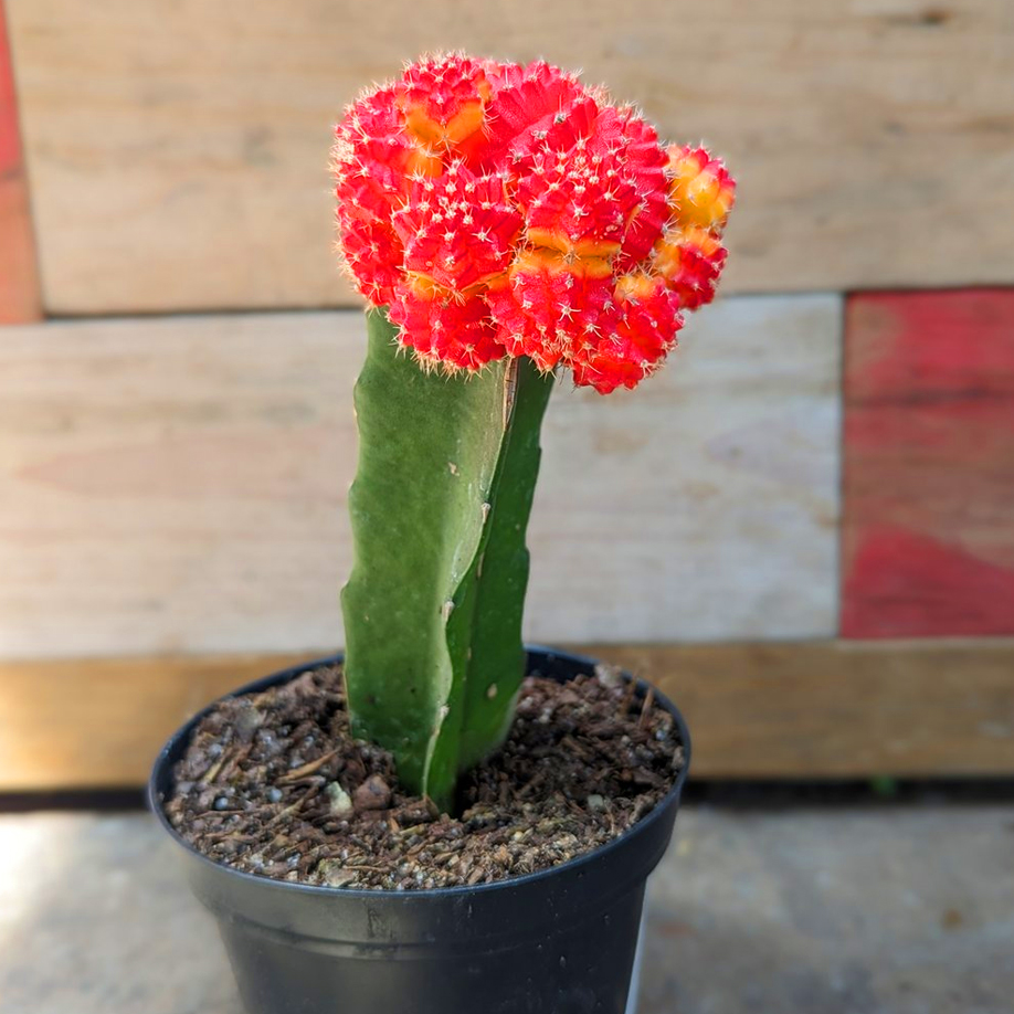 Pink Moon  Cactus