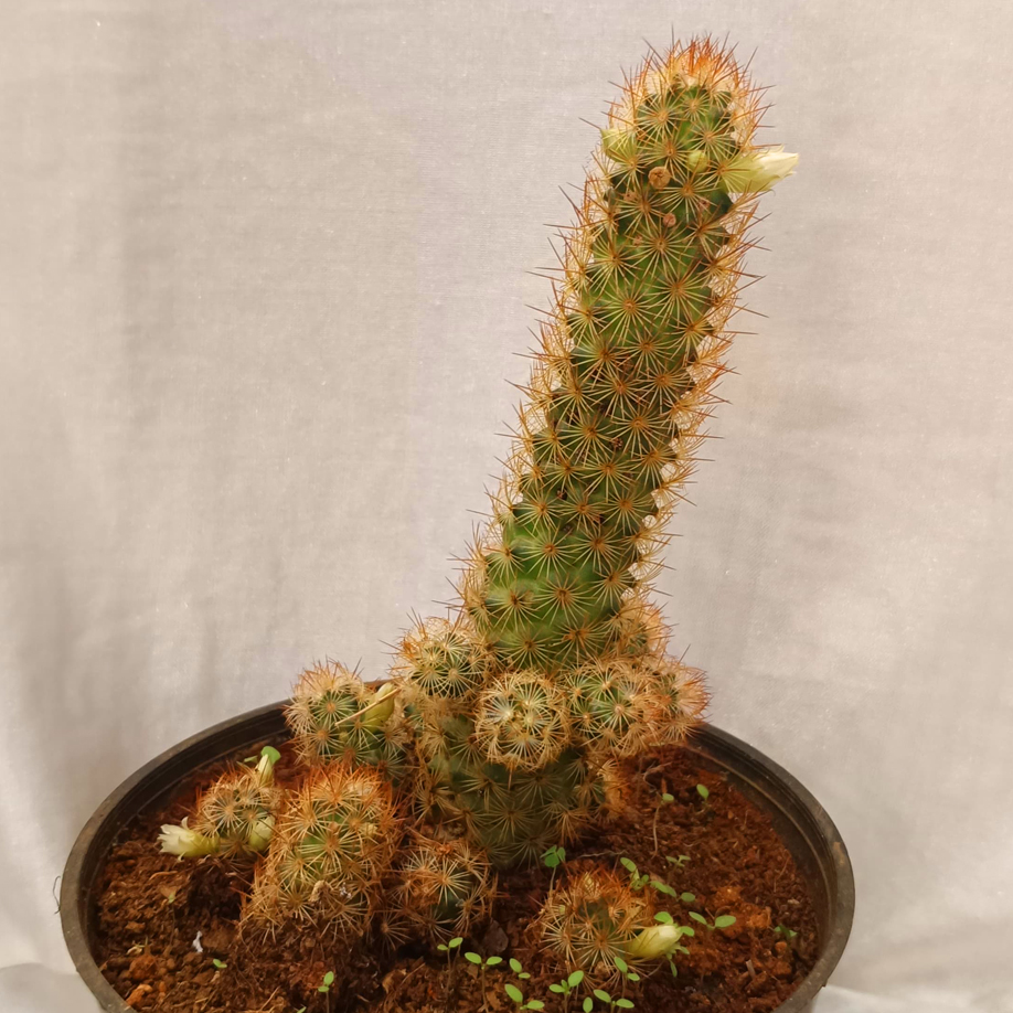 Parodia Leninghausii