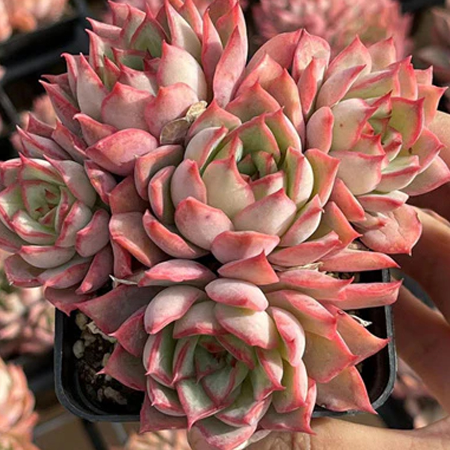 Echeveria Chinese Lotus