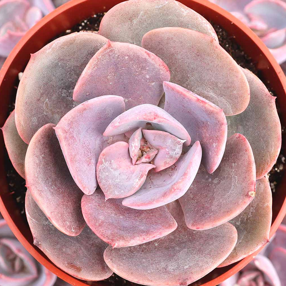 Echeveria Dusty Rose