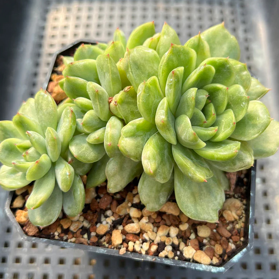 Sedeveria Green Rose