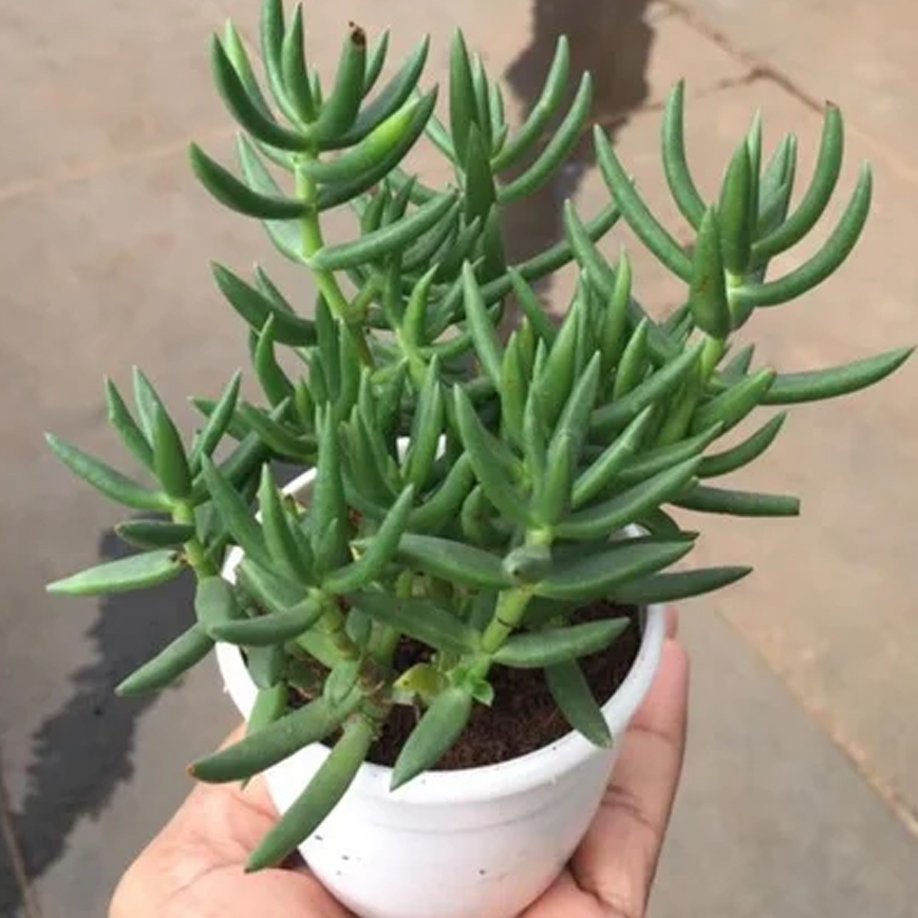 Crassula Tetragona