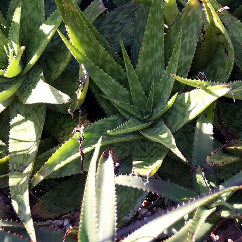 Aloe succotrina Lam “Fynbos aloe”