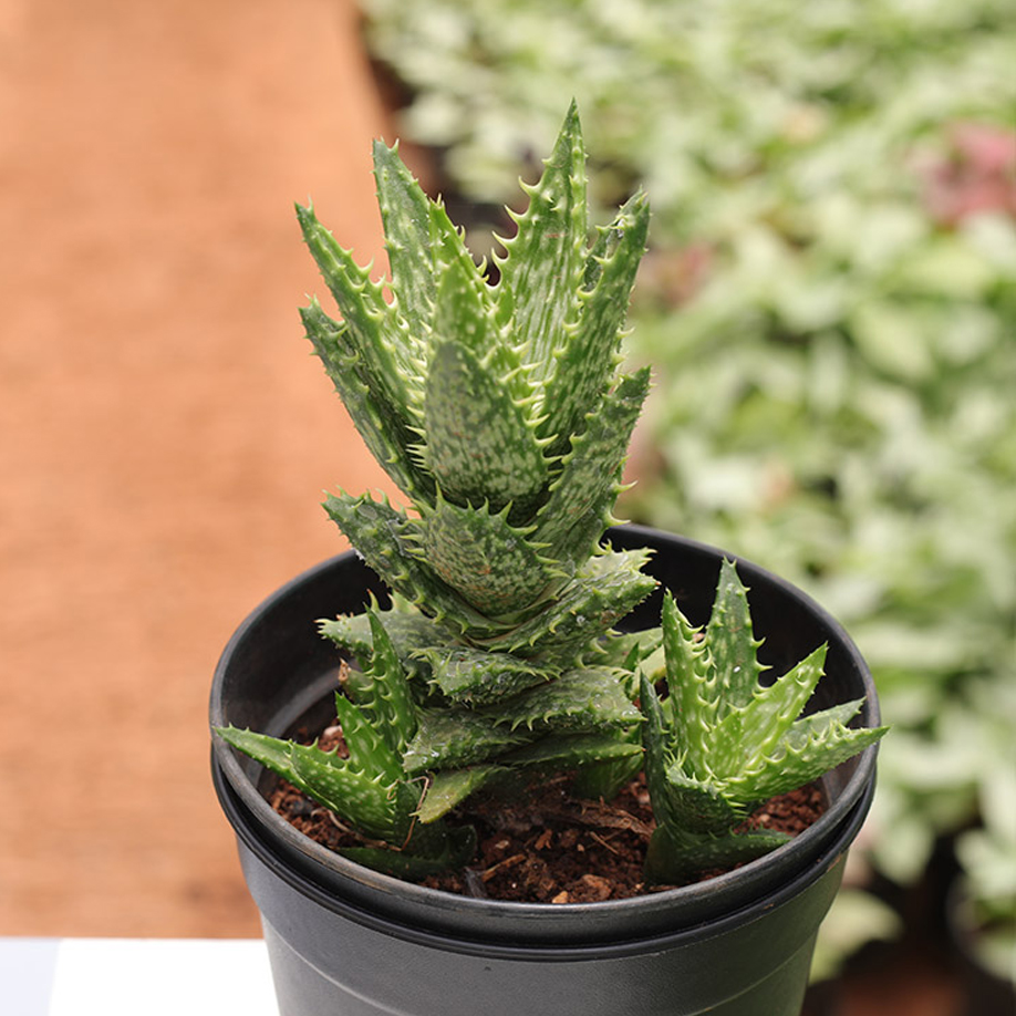 Tiger Tooth Aloe