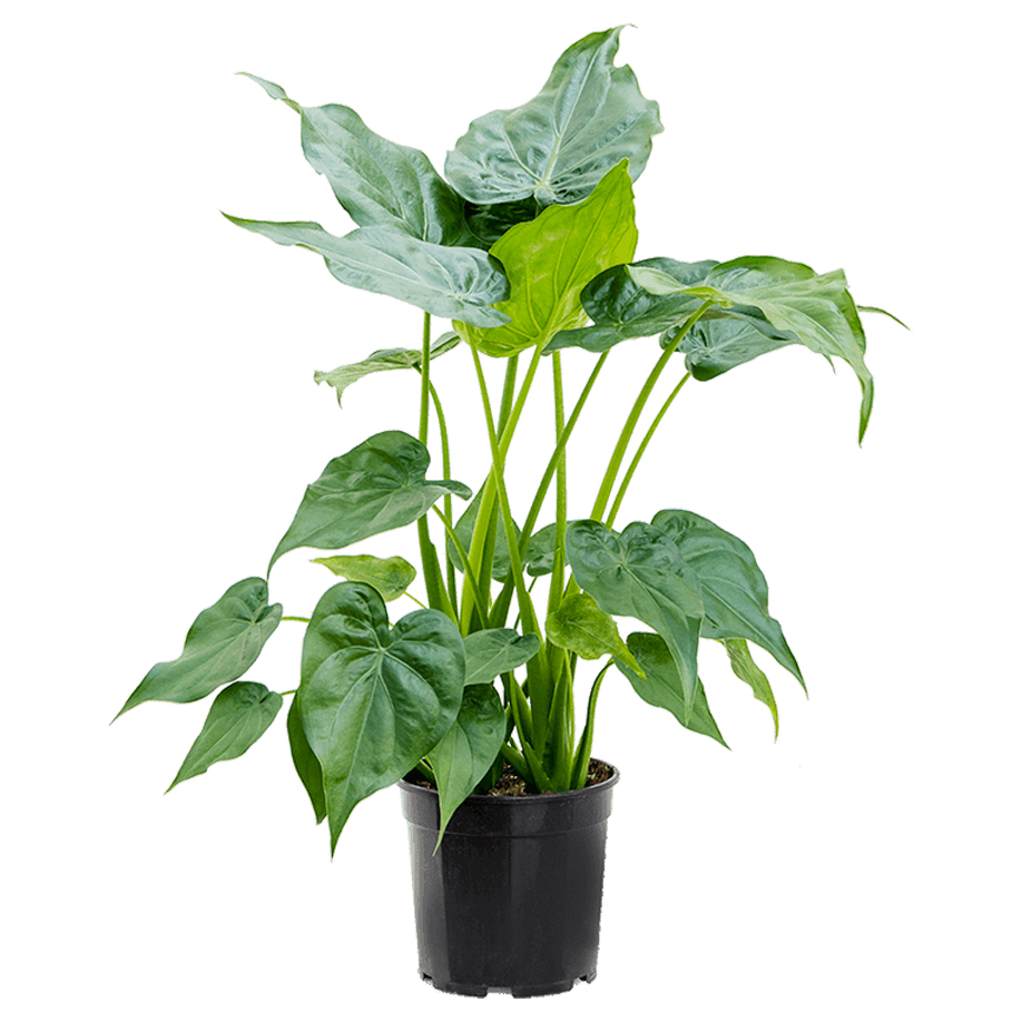 Alocasia cucullata