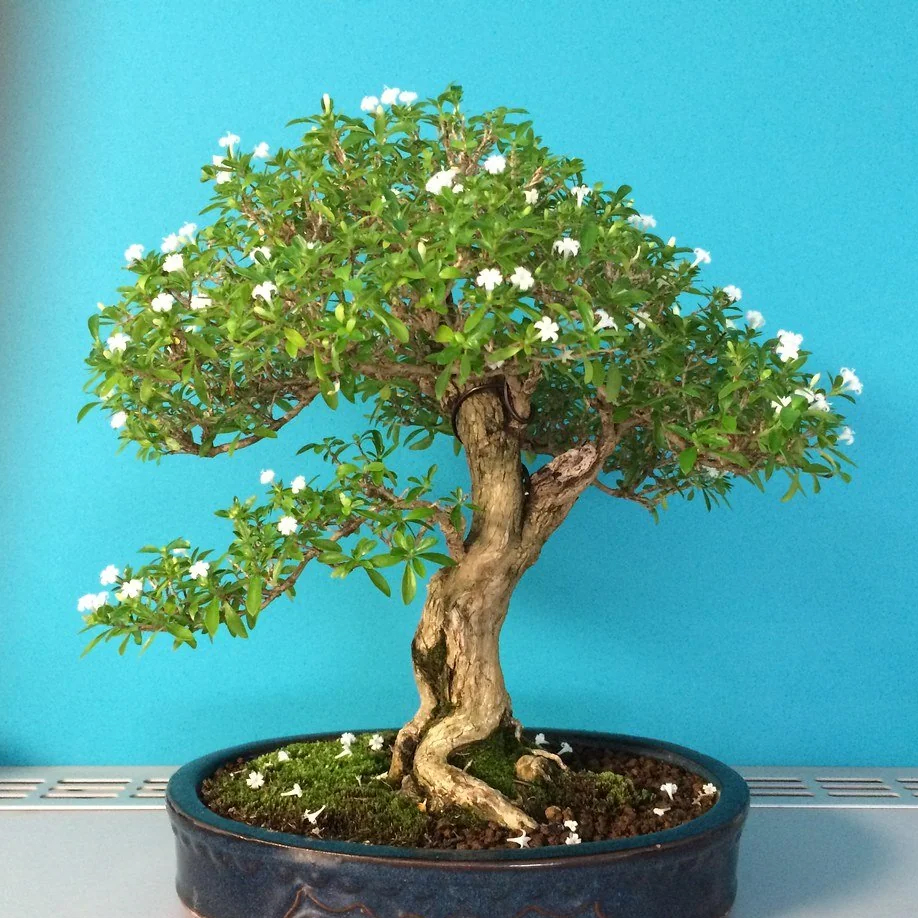 Snow Rose Serissa 