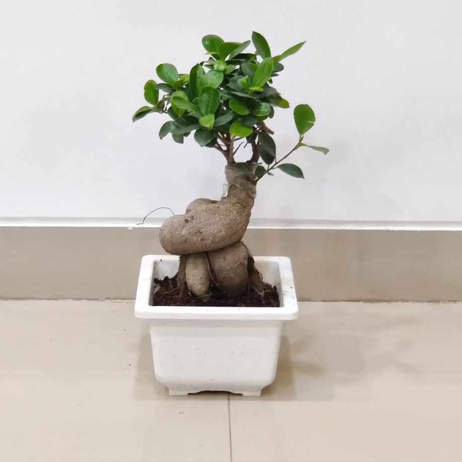 Bonsai Ficus 