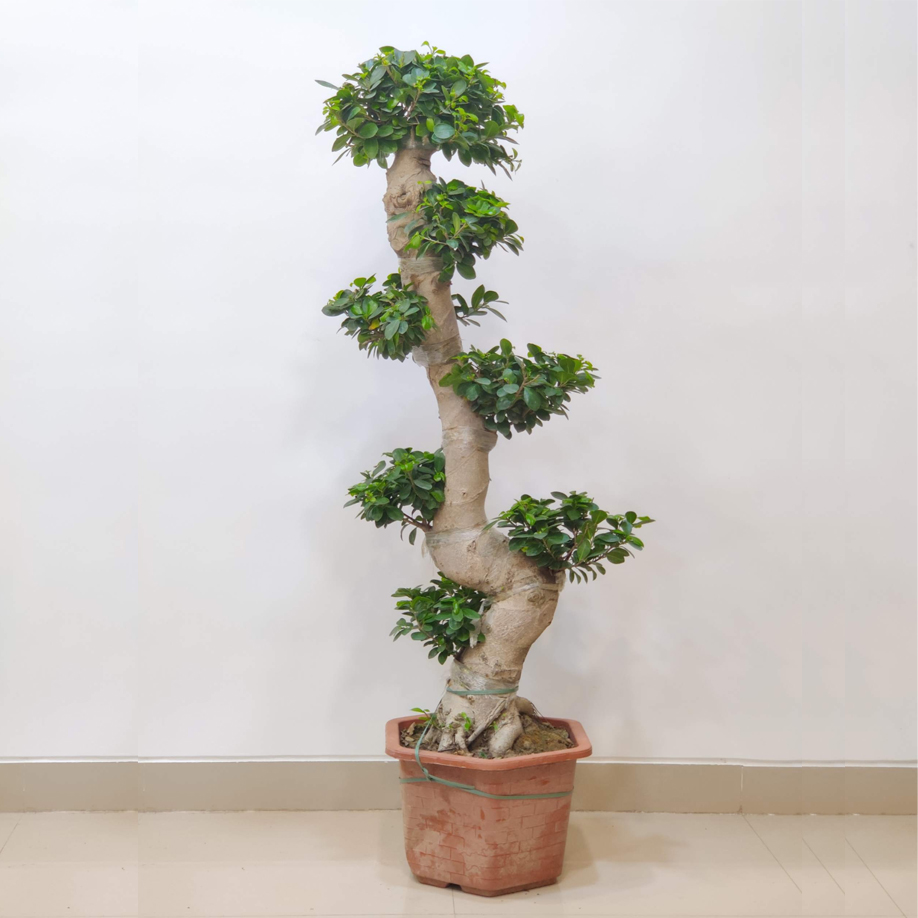 Bonsai Ficus 