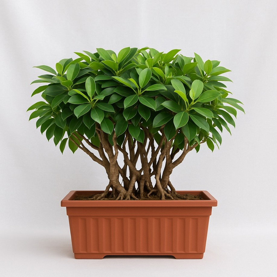 Bonsai Ficus 