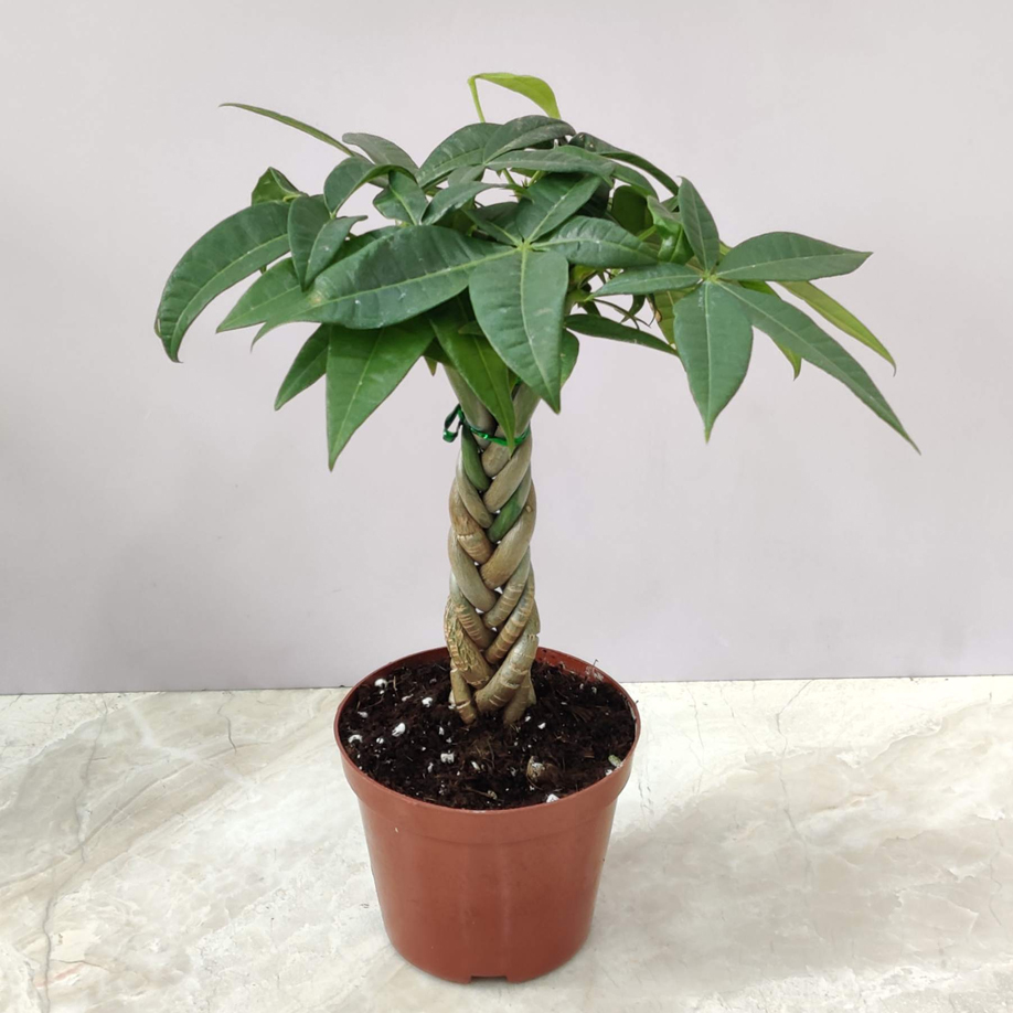 Money Tree Bonsai