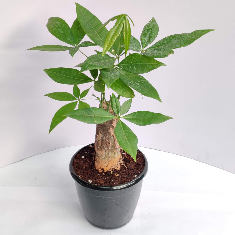 Money Tree Bonsai