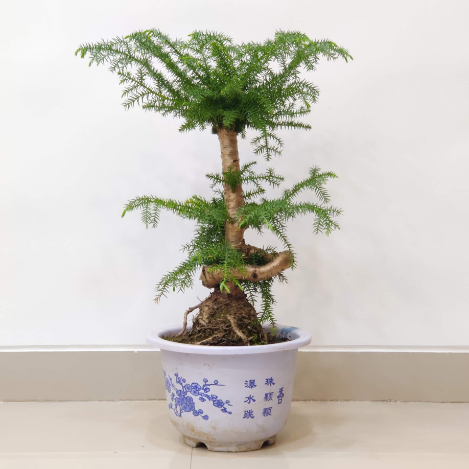 Araucaria Helicopter bonsai tree
