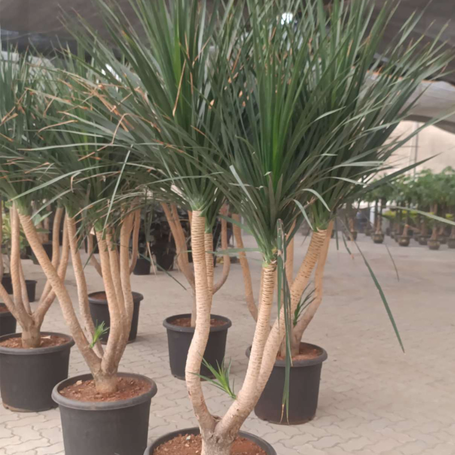 Dracaena Black Pearl Multi Headed