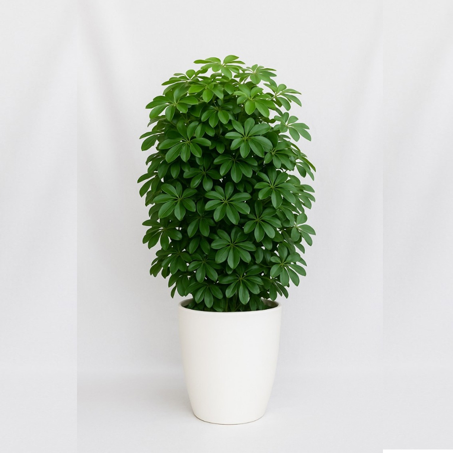 Decorative Plant