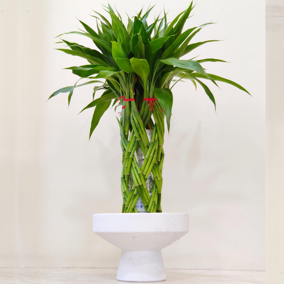 Dracaena Braided 